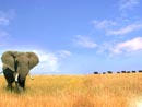 Elefantengedächtnis