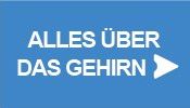 Alles über das Gehirn